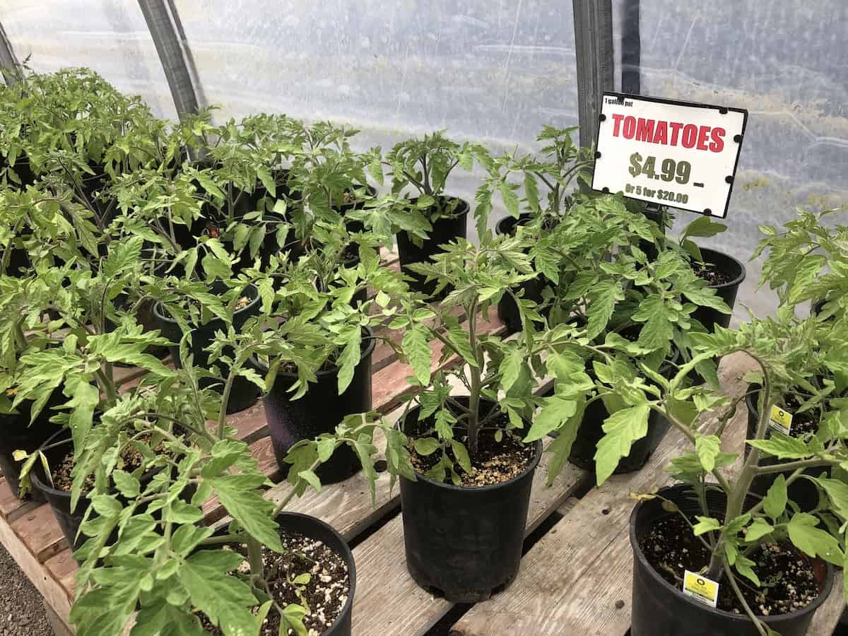 Tomato seedling plants for sale