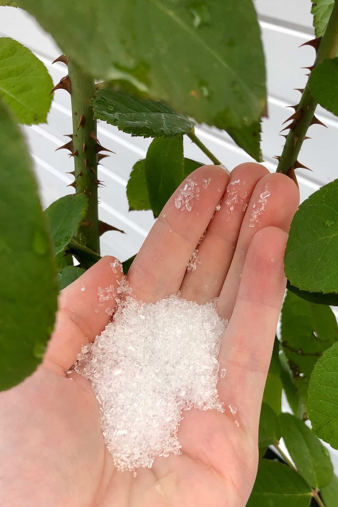 Using epsom salt as an organic plant fertilizer