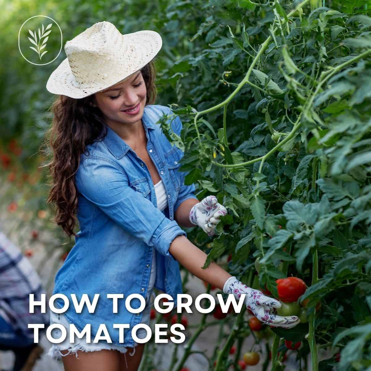 How to grow tomatoes via @home4theharvest