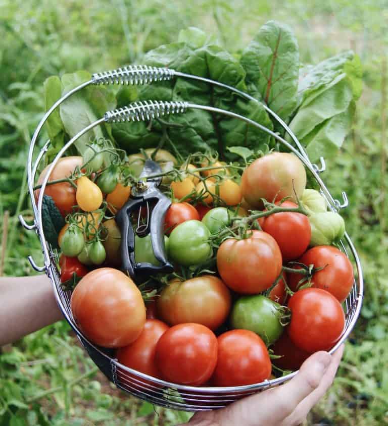 Types of tomatoes overview 🍅 🌿 Unleash a spectrum of flavors and colors