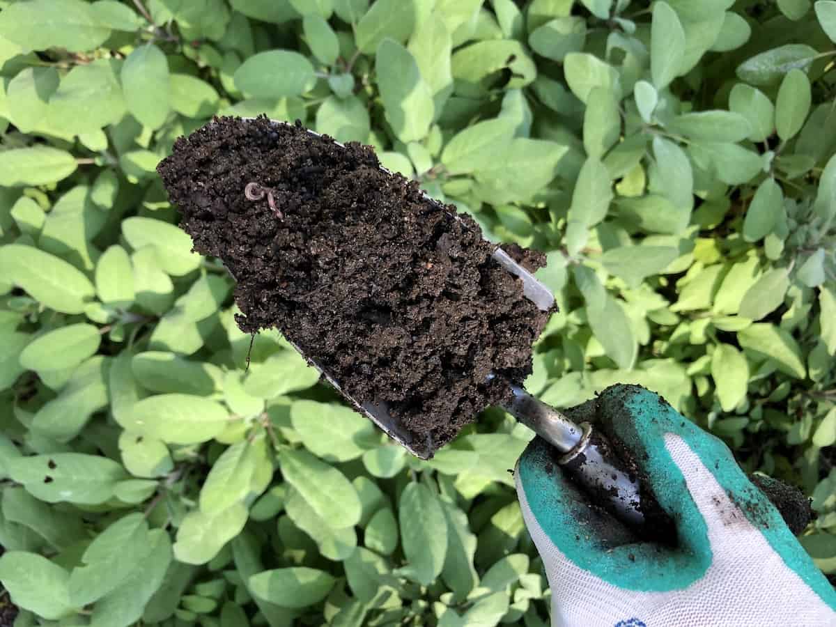 Compost makes great plant fertilizer