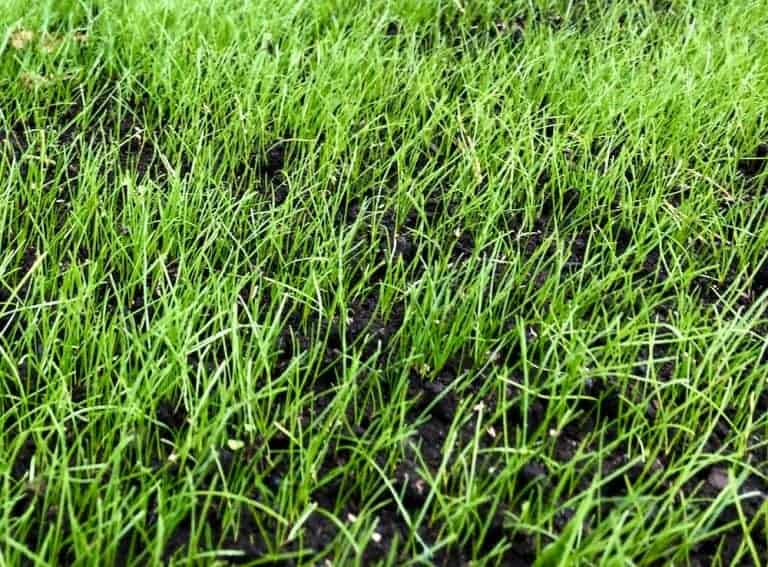 Growing grass with dogs in the yard 🌱 🐾 Discover tips for a petfriendly lush lawn