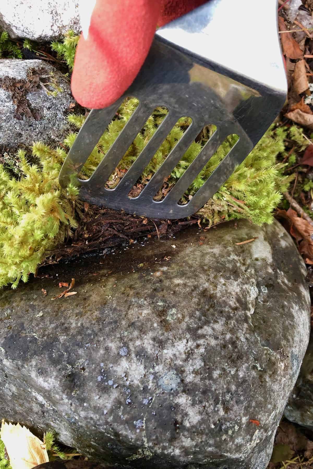 Prying off moss from a rock
