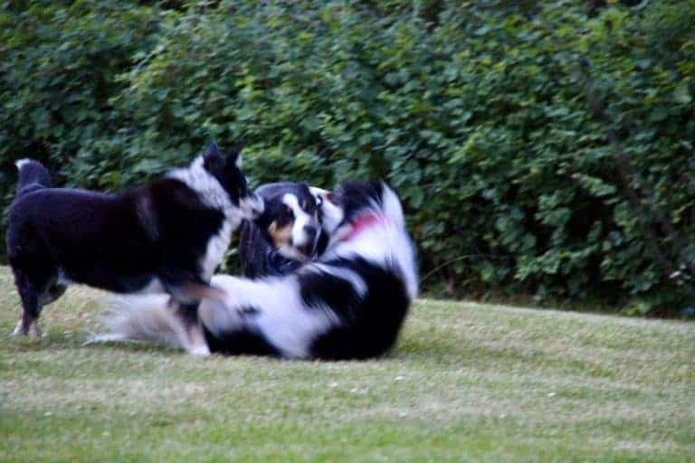 Growing grass with dogs in the yard 🌱 🐾 Discover tips for a pet