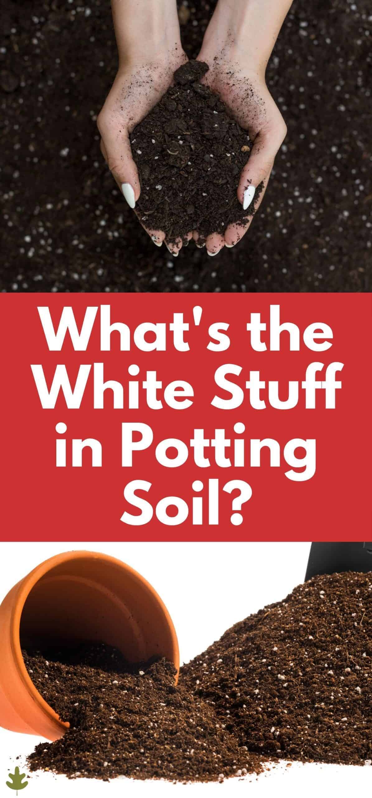 What Is The White Stuff In Potting Soil?