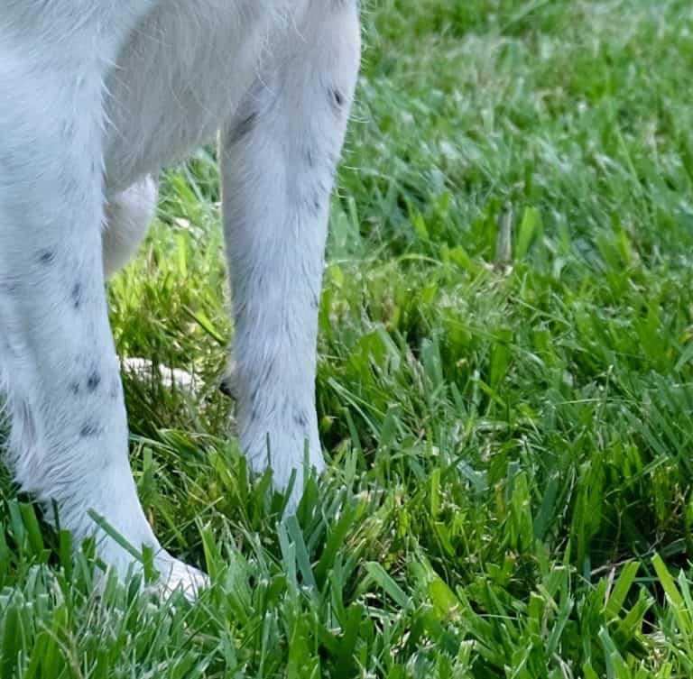 Growing grass with dogs around