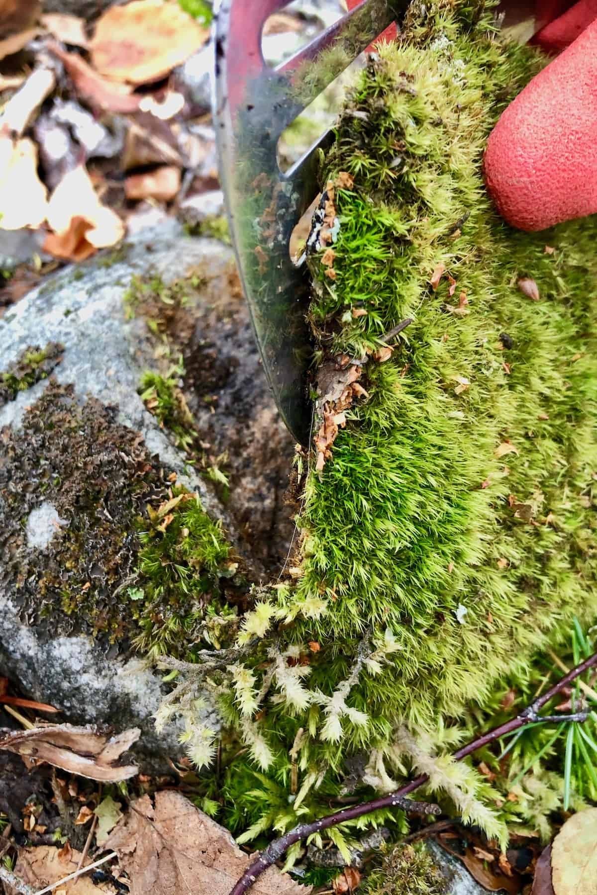 harvesting moss with a kitchen tool
