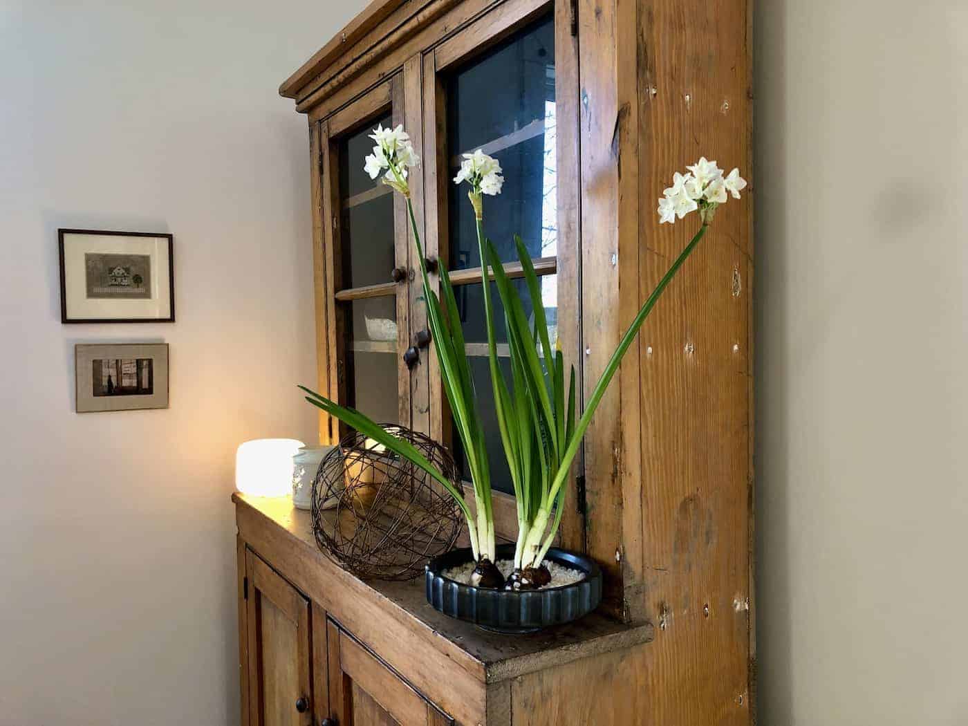 Paperwhites falling over as they flower