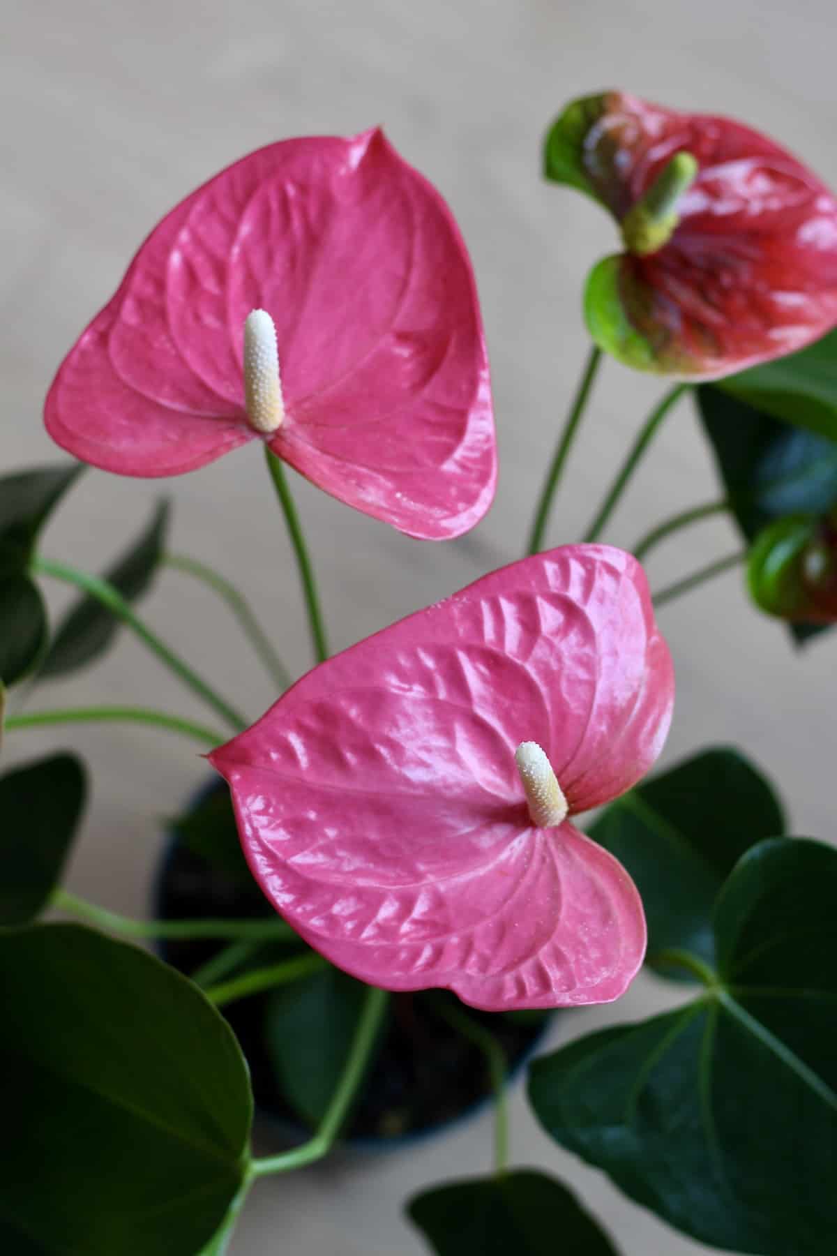 Anthurium - how to care for anthurium as a houseplant