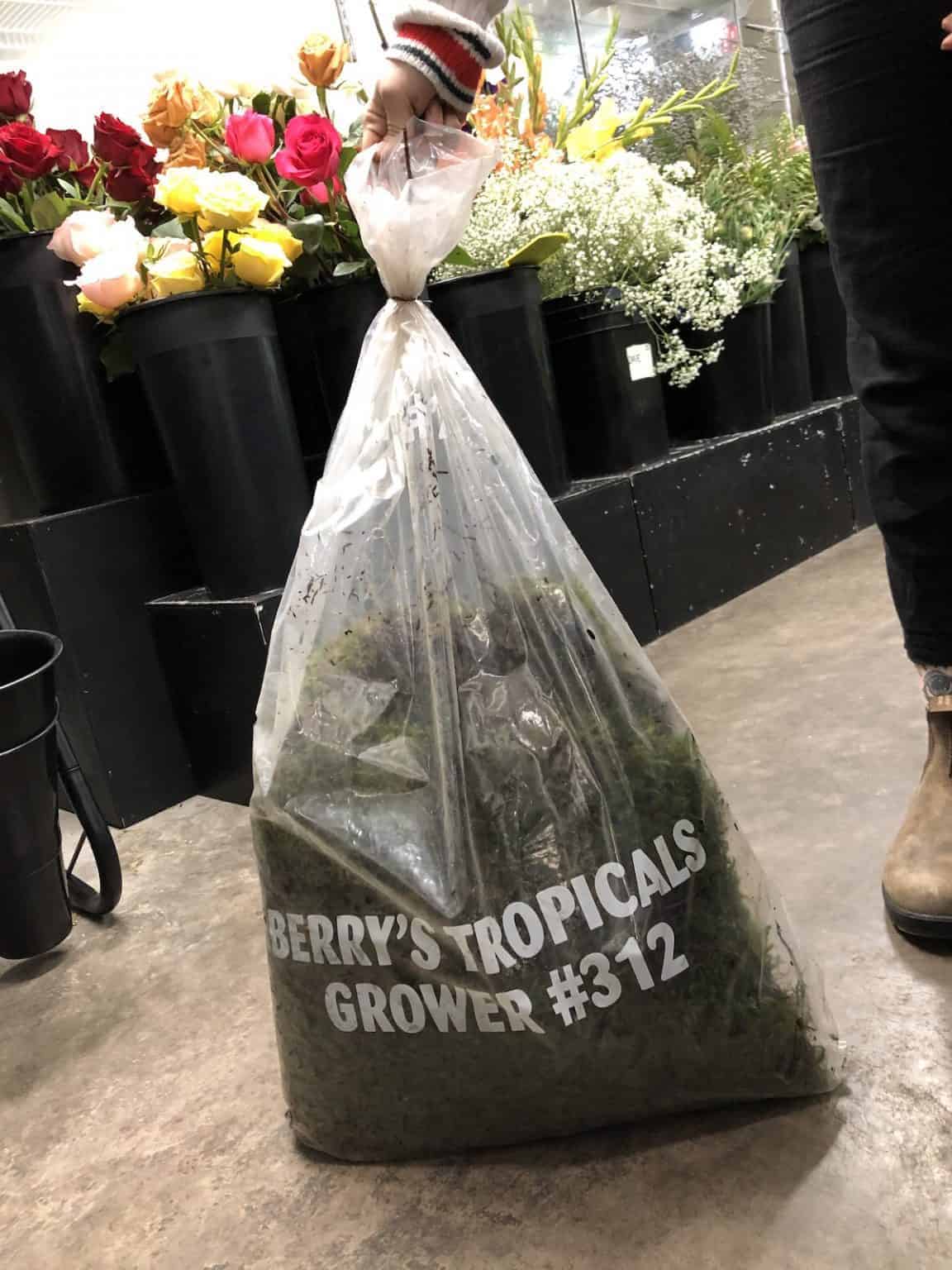 Where to buy live moss 🛍️ 🌱 Source the best varieties for your projects