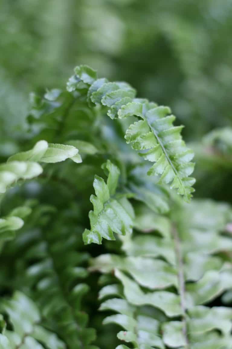 Boston fern - close up of fern foliage
