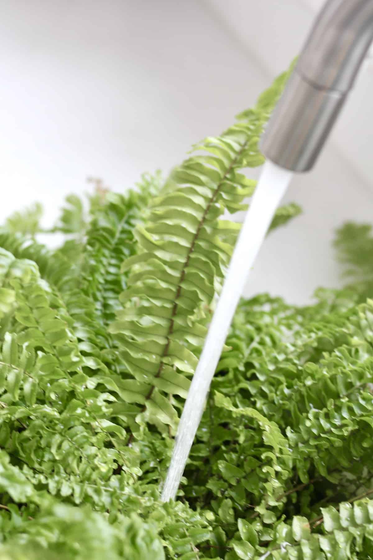 Caring for a boston fern grown indoors