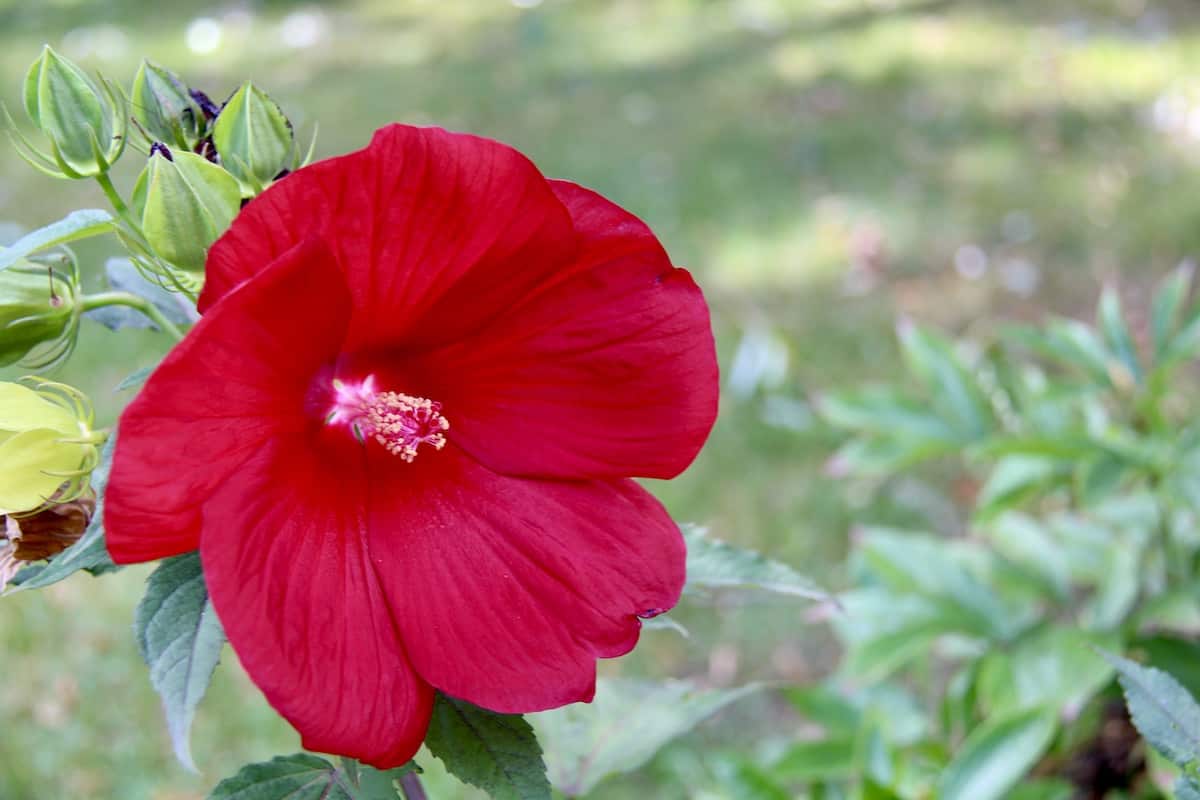 Deep red rose mallow - herbaceous hibiscus - hardy hibiscus