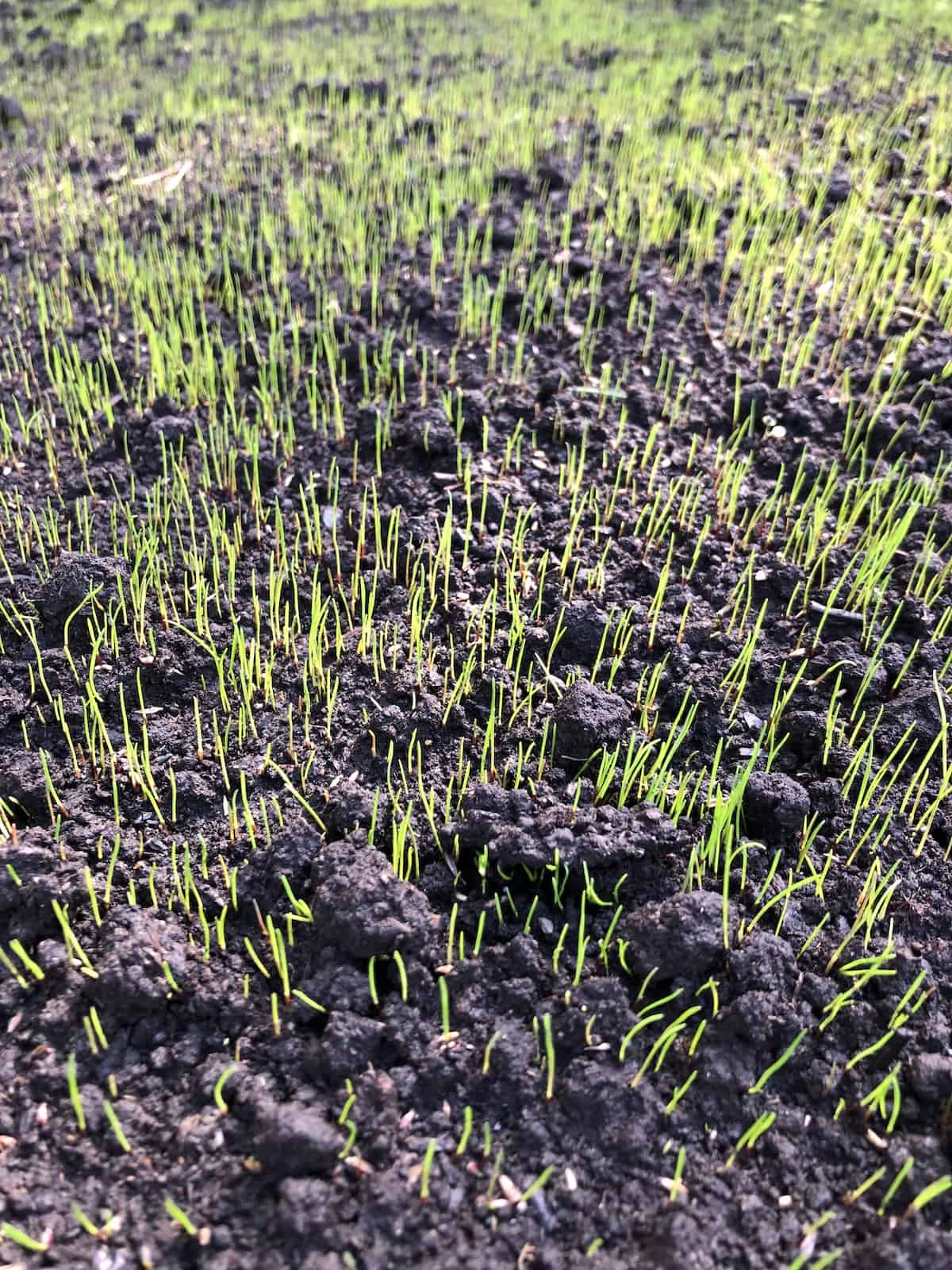 Grass seed growing in soil after germination