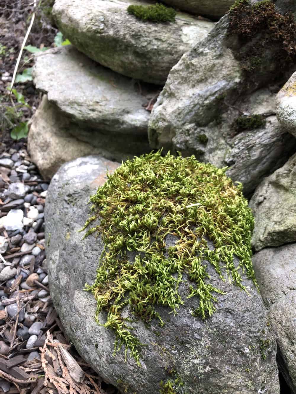 Moss on a stone