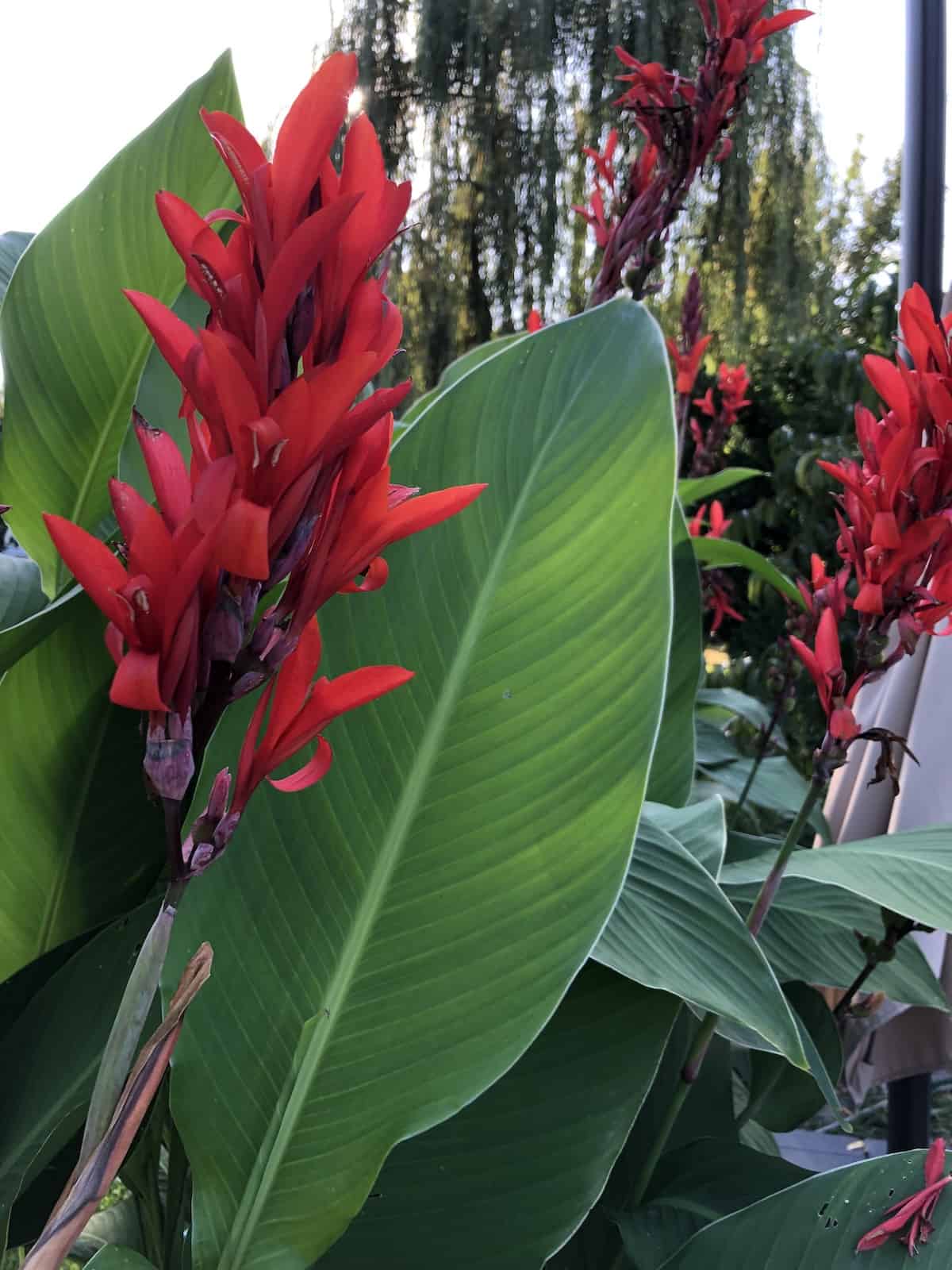 My canna lilies are attracting hummingbirds this year