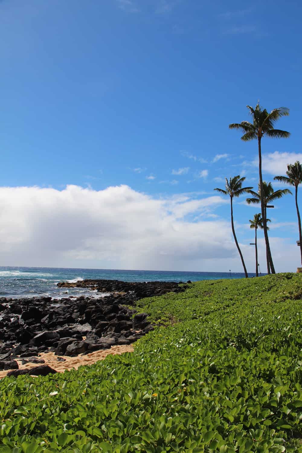 Pacific ocean shoreline with green plants, palm trees, volcanic rocks, and blue sky