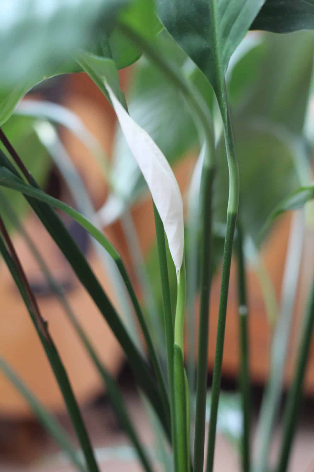 Peace lily houseplant - care tips