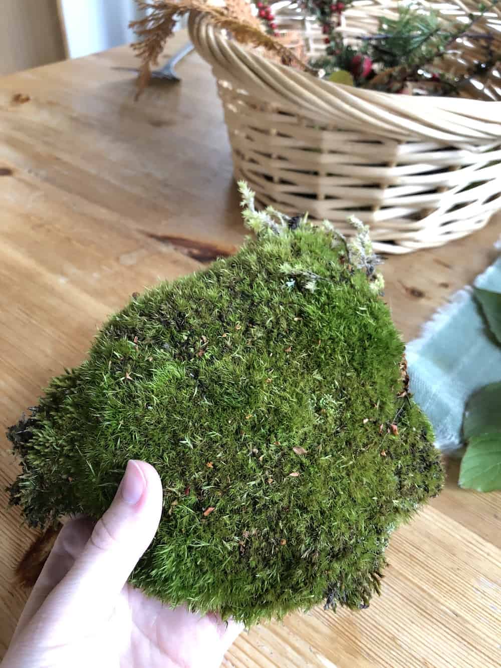 Piece of Sheet Moss Collected from Yard