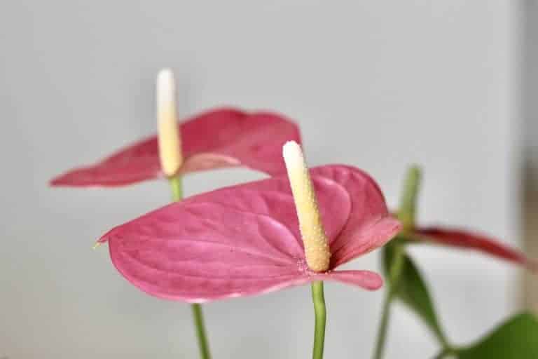 Pink anthurium flowers - houseplant close up - tropical