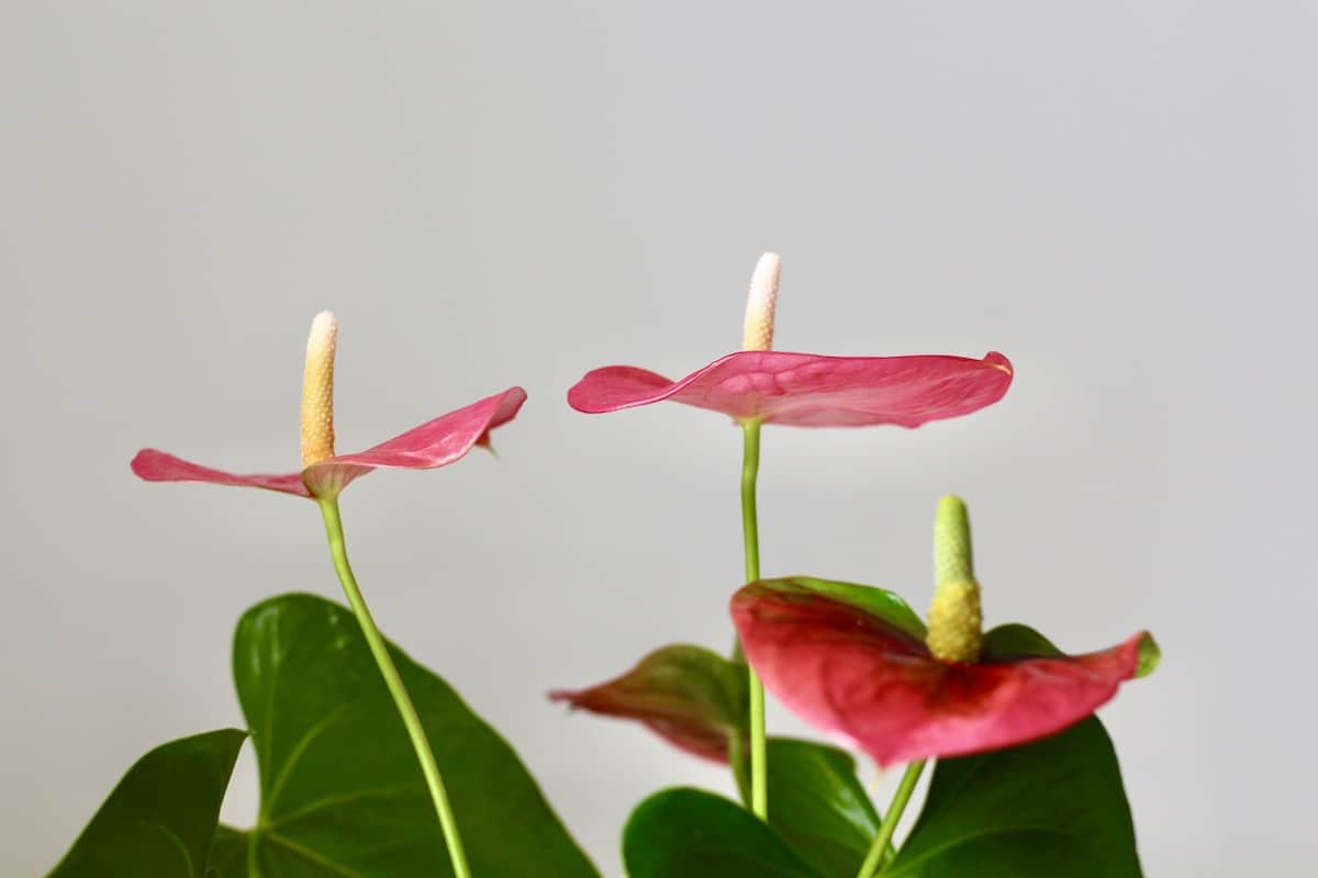Pink bracts of anthurium plant against white wall with dark green leaves