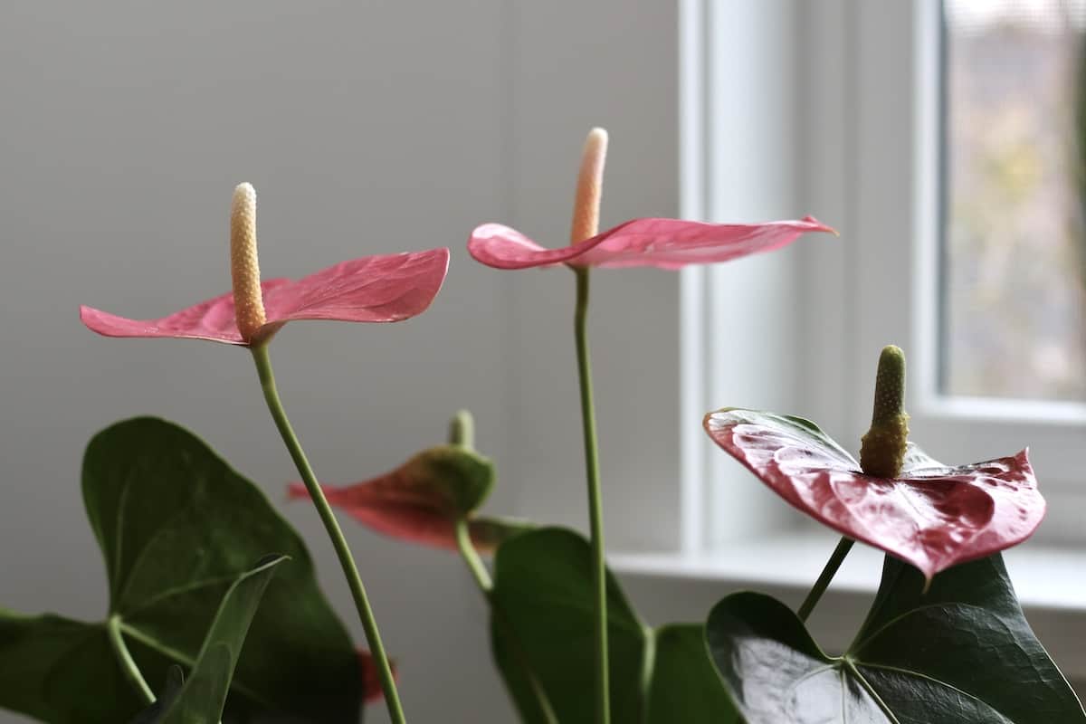 Place anthurium plants in bright but indirect light, such as adjacent to a sunny window