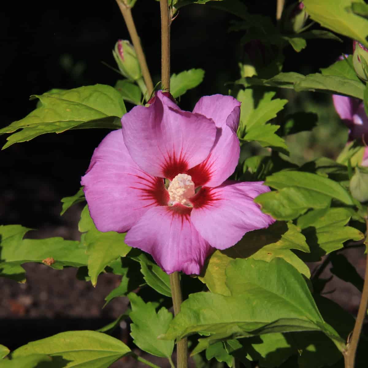 Rose of sharon - pink garden flowering shrub