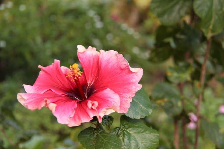 Tropical hibiscus - pink with yellow pollen