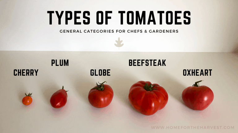 Types of tomatoes - labeled photo of general category examples