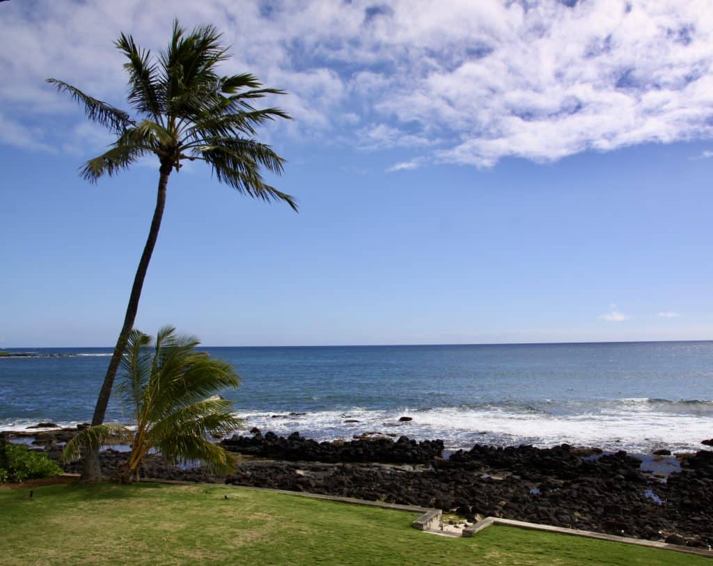 Warm-season grass lawn in front of rocky hawaiian ocean with tall palm tree and blue sky