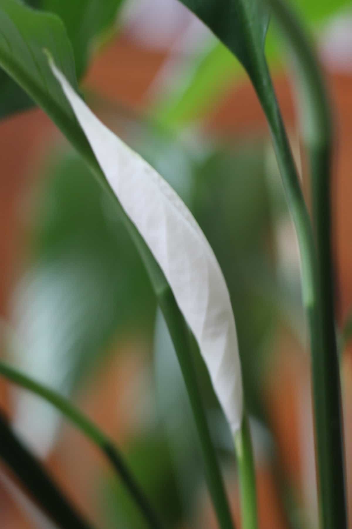 White peace lily flower - side profile