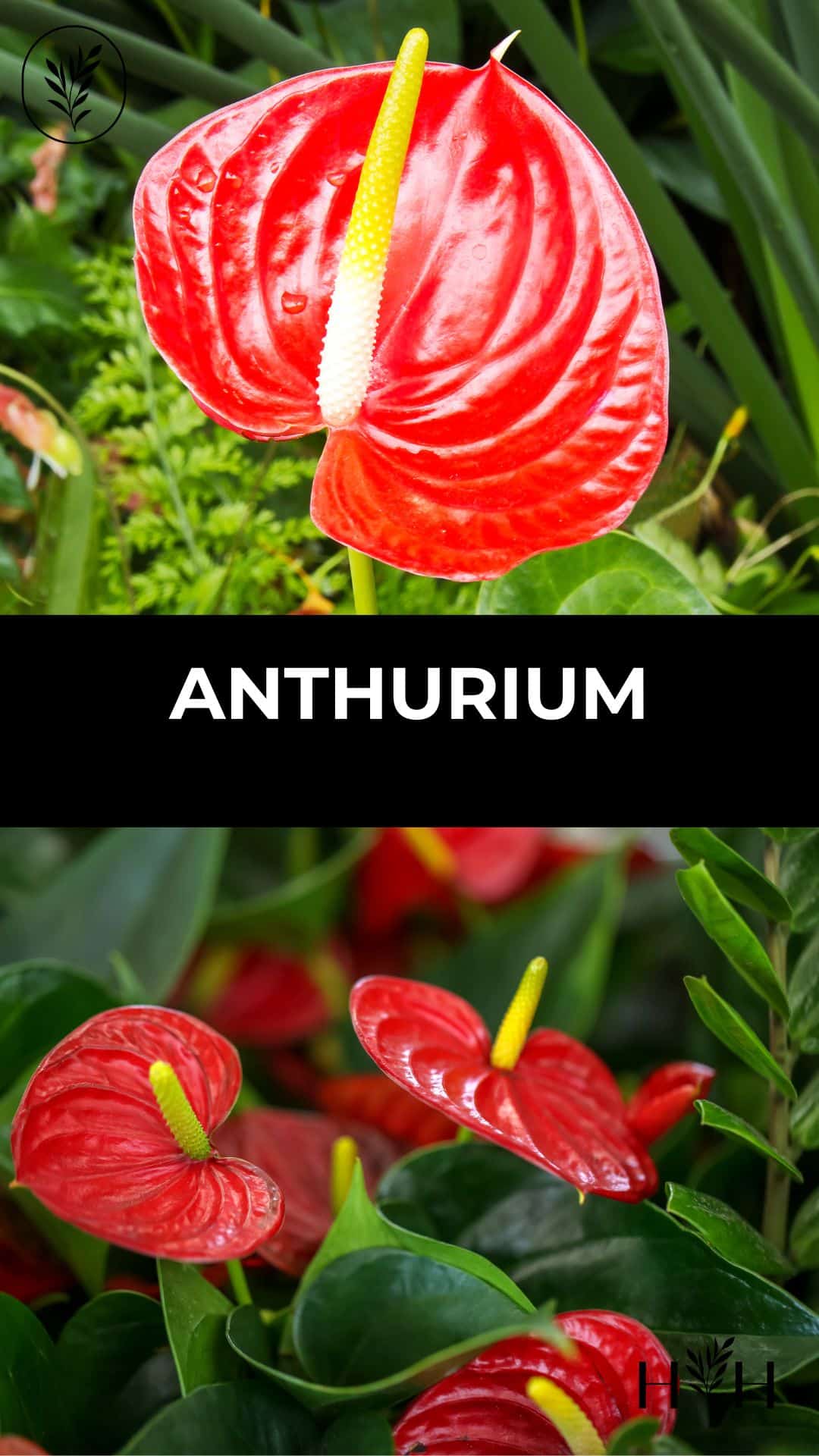 Anthurium via @home4theharvest