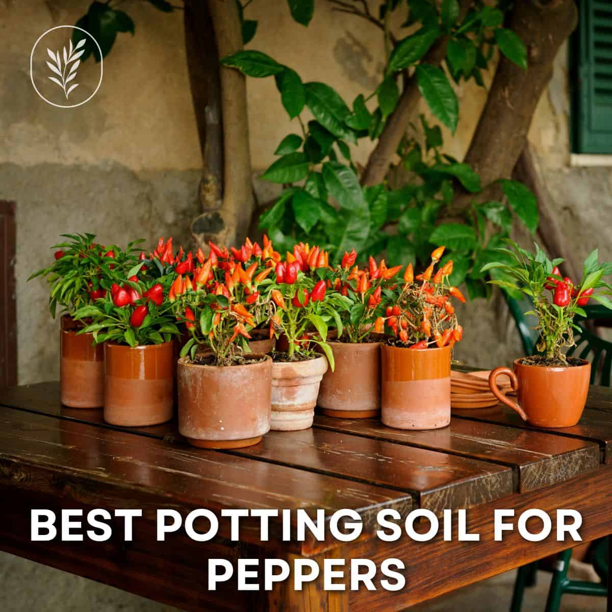 Best potting soil for peppers via @home4theharvest