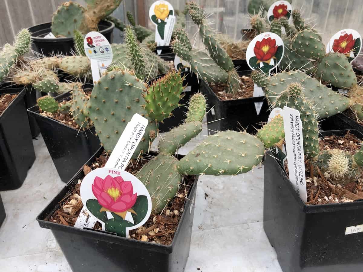 20 tips for growing a beautiful flowering cactus   Home for the Harvest