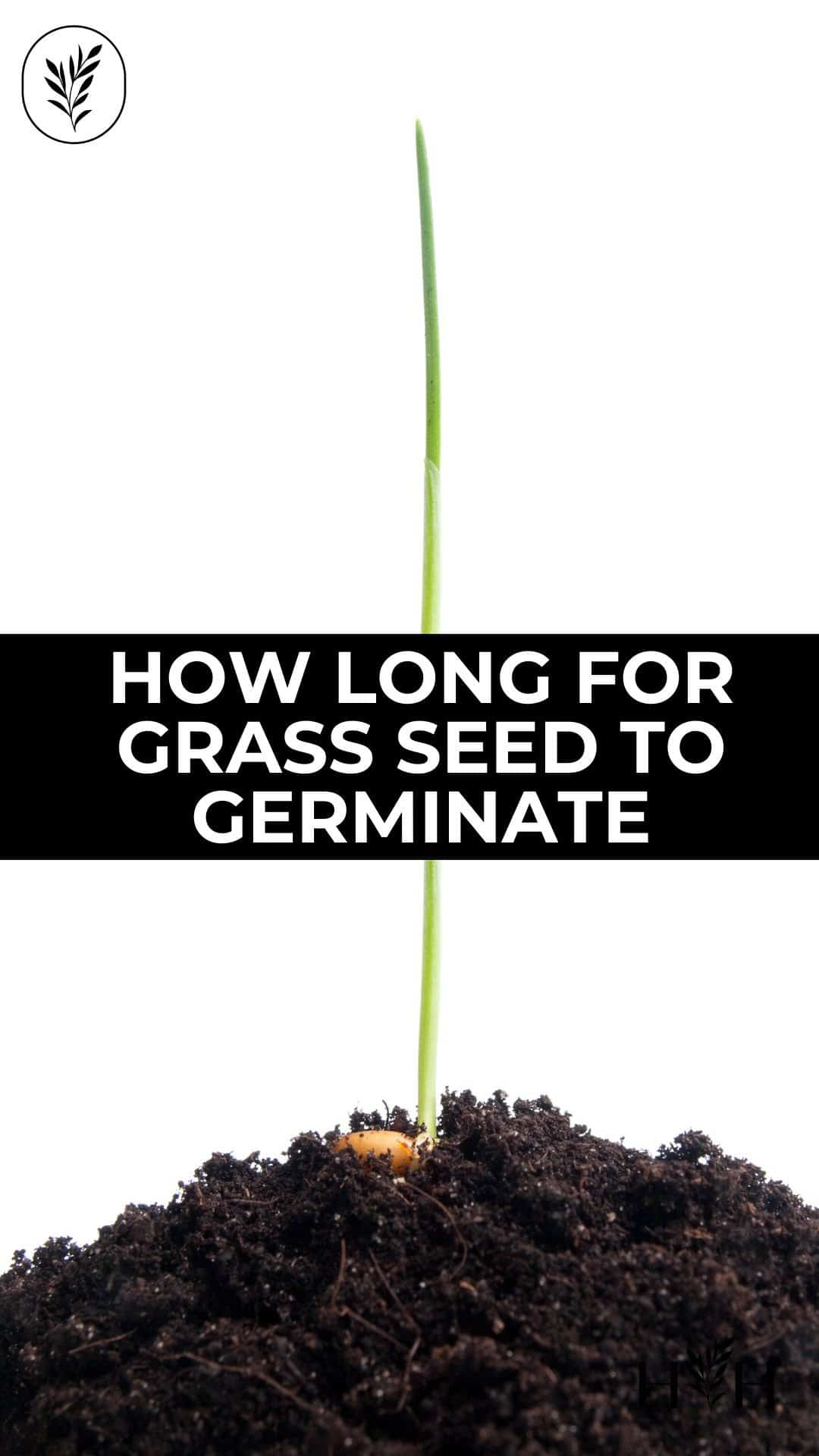 How long for grass seed to germinate via @home4theharvest