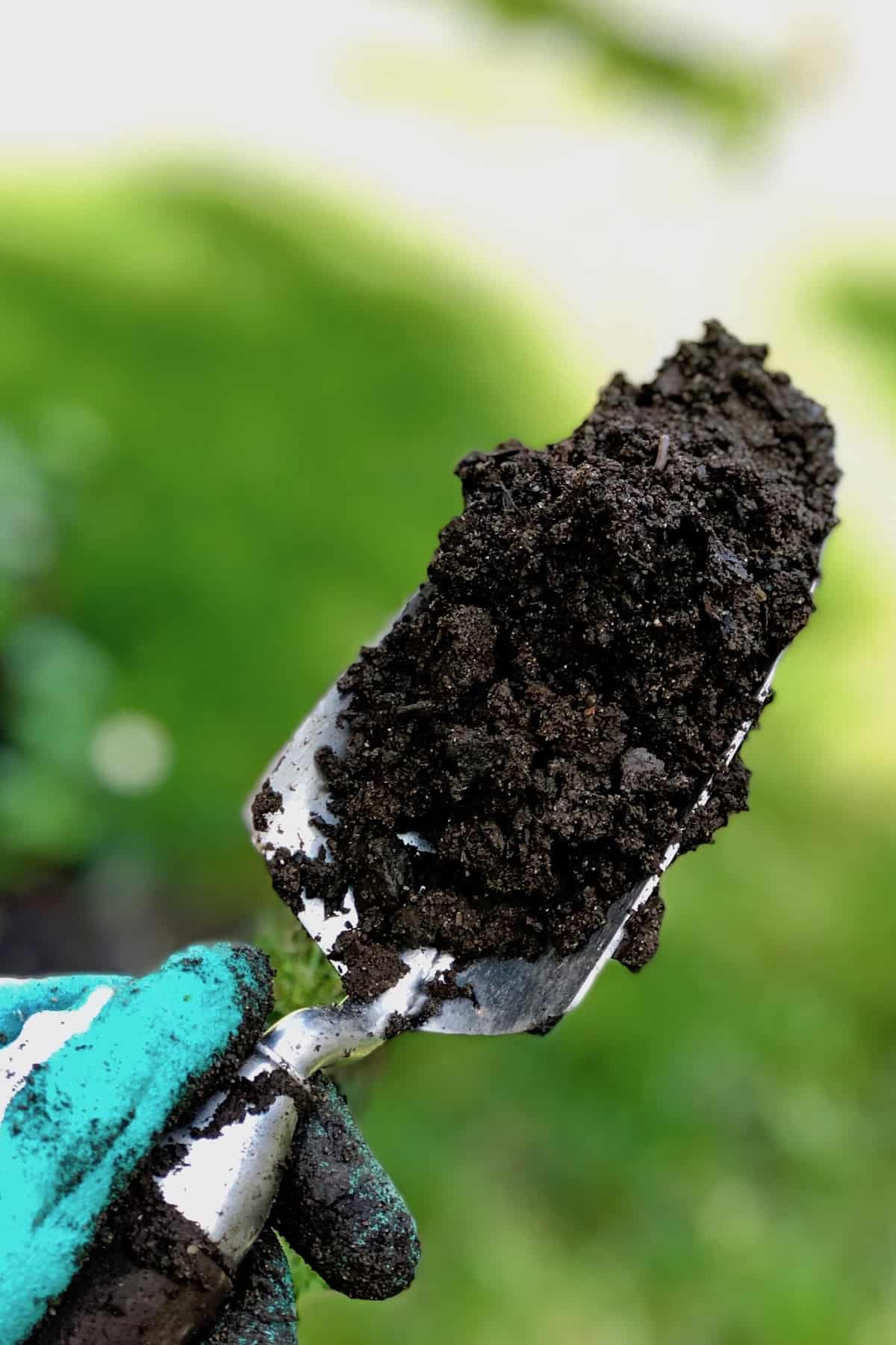Garden soil testing for home garden soil - shovel for soil analysis
