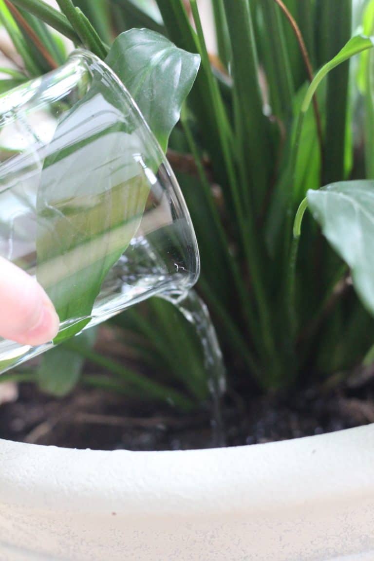 Tips for how and when to water a peace lily house plant