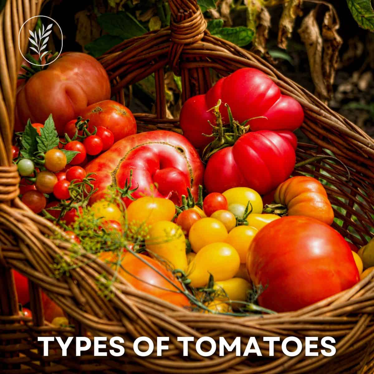 Types of tomatoes via @home4theharvest