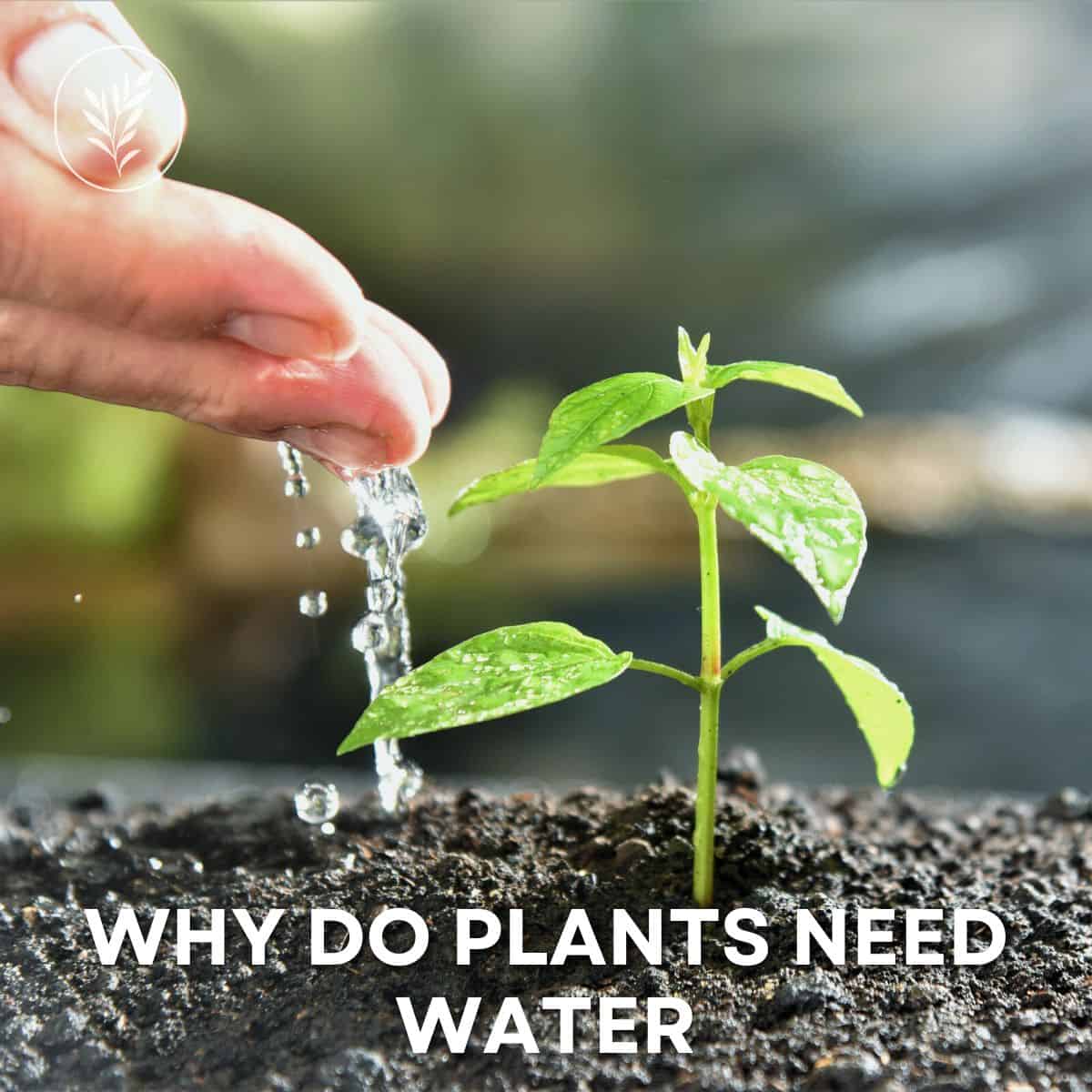 Why do plants need water via @home4theharvest