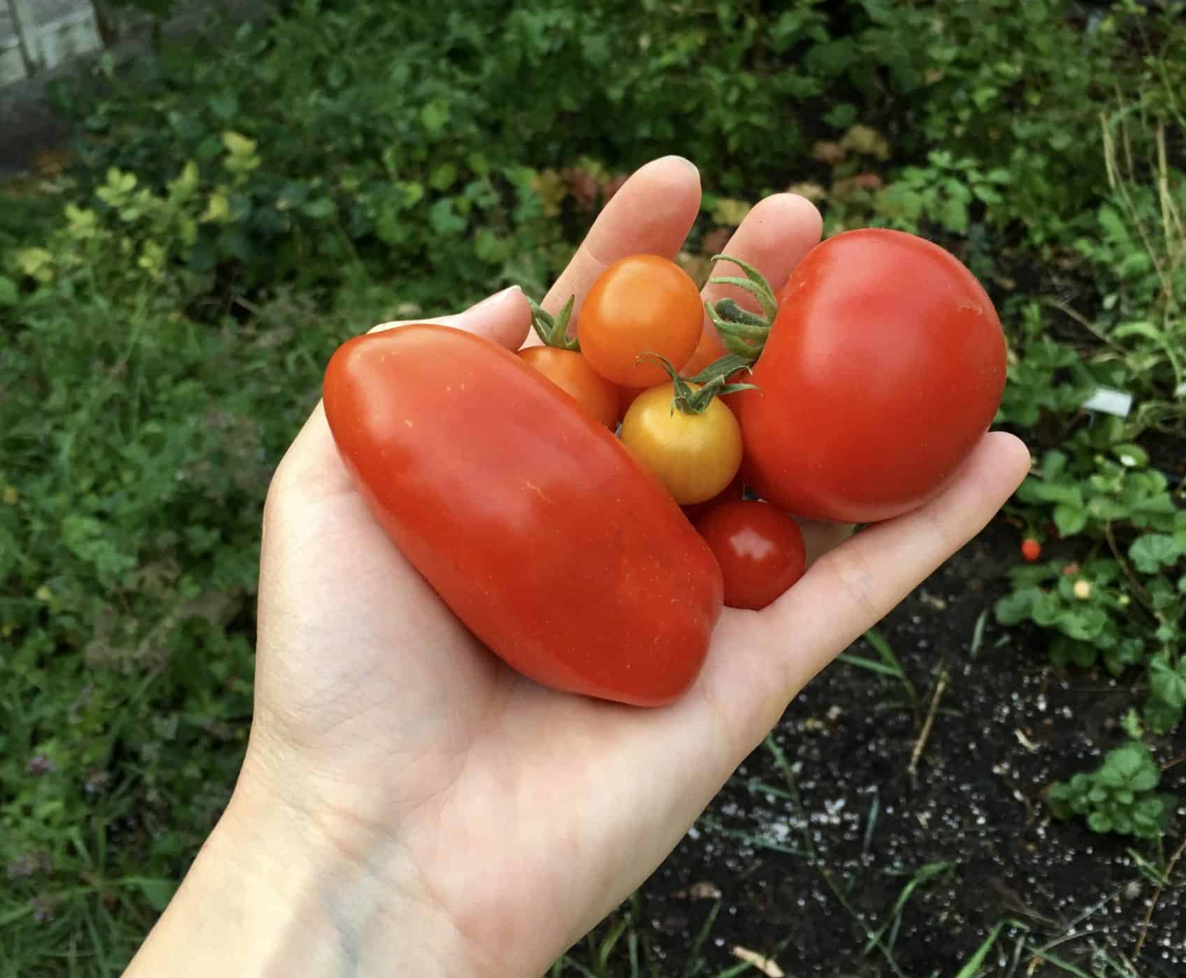 Plum tomato beside other types of tomatoes