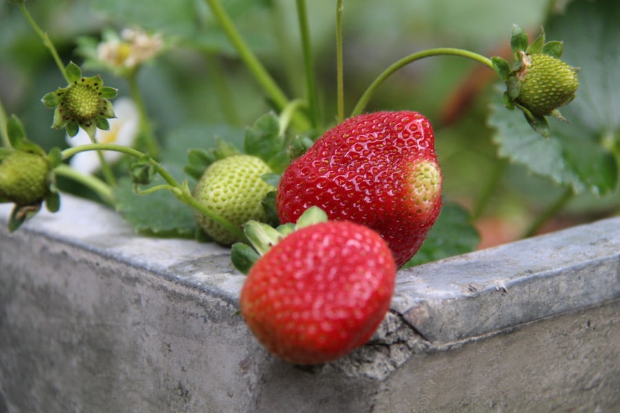 Albion strawberries in concrete planter