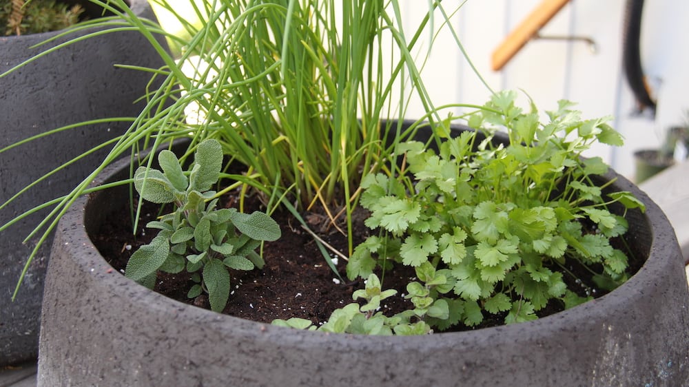 Herb Planter Close Up with Chives and Parsley