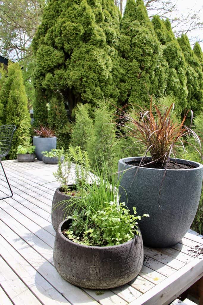 Herb planters growing culinary herbs and other herbacous plants on cedar wood deck