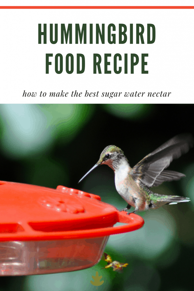 Hummingbird Food Recipe How To Make Hummingbird Food,Miniature Roses Home Depot