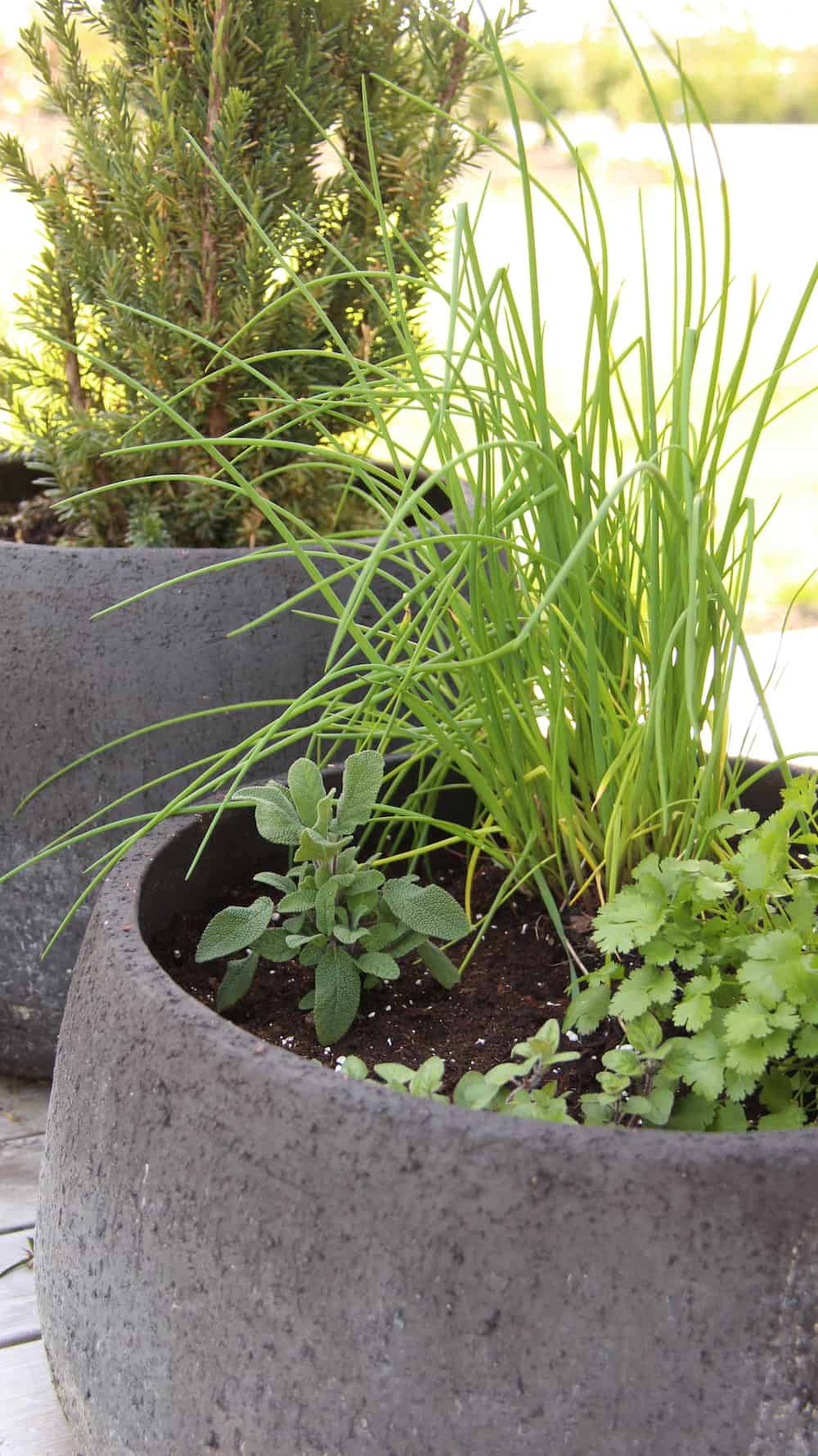 Large Grey Concrete Fiber Herb Planter on Patio