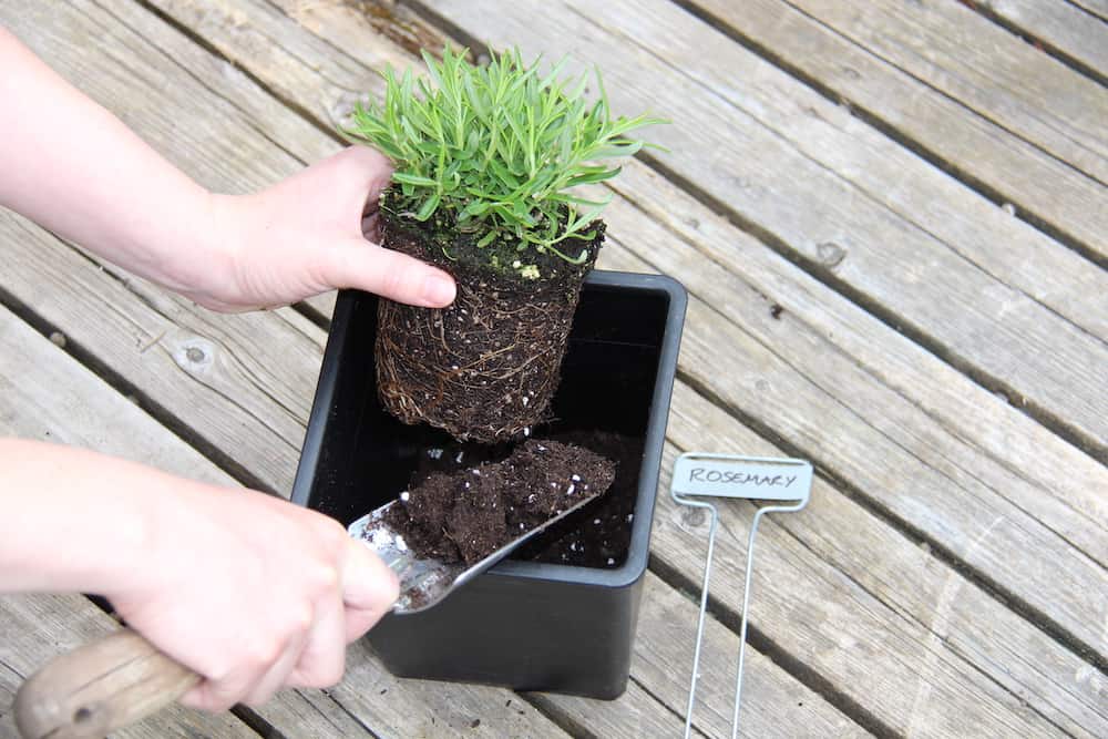 Planting rosemary in small plastic plant pot