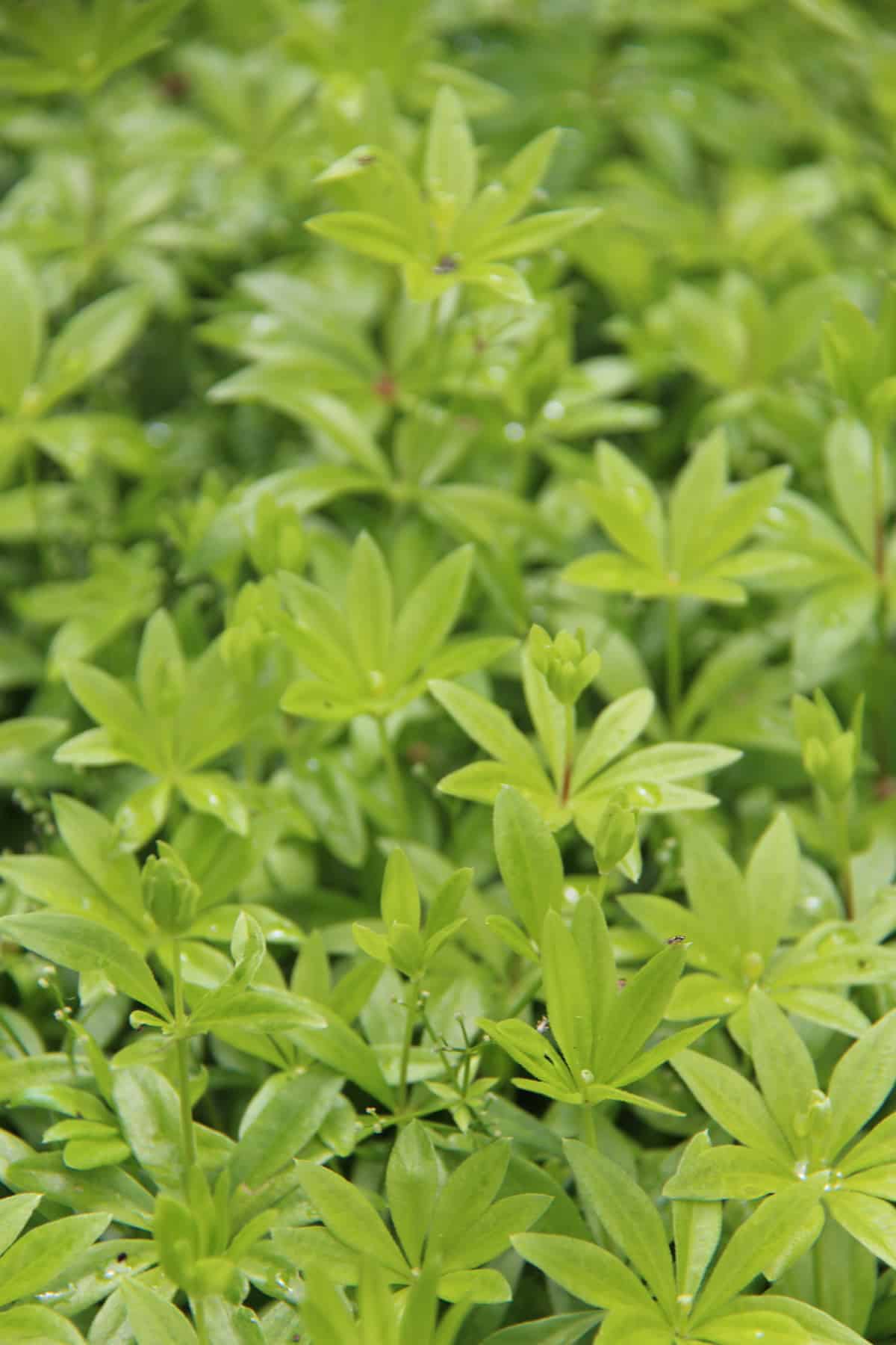 Sweet woodruff herbaceous plants - shade loving groundcover