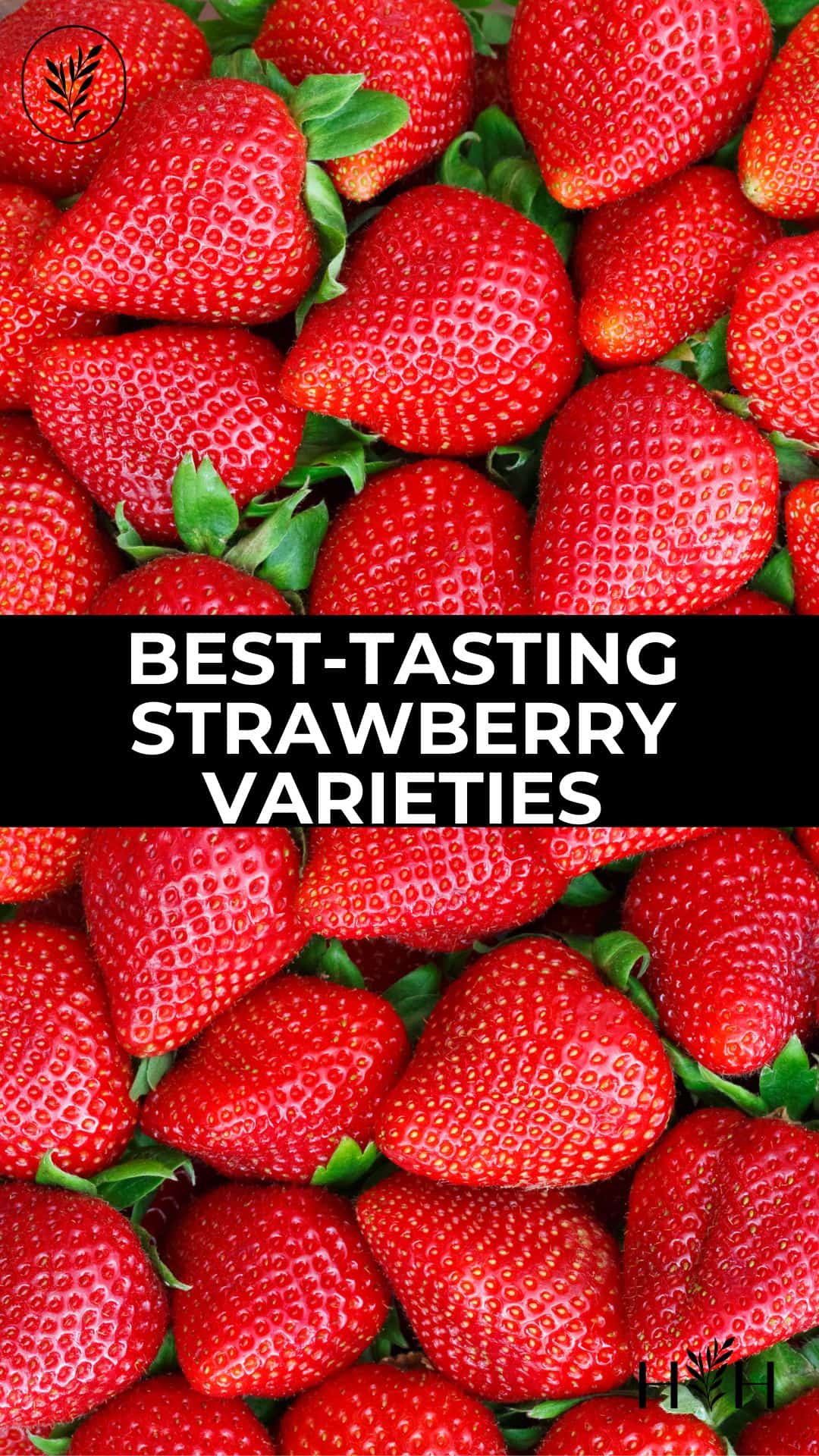 Best tasting strawberry varieties via @home4theharvest