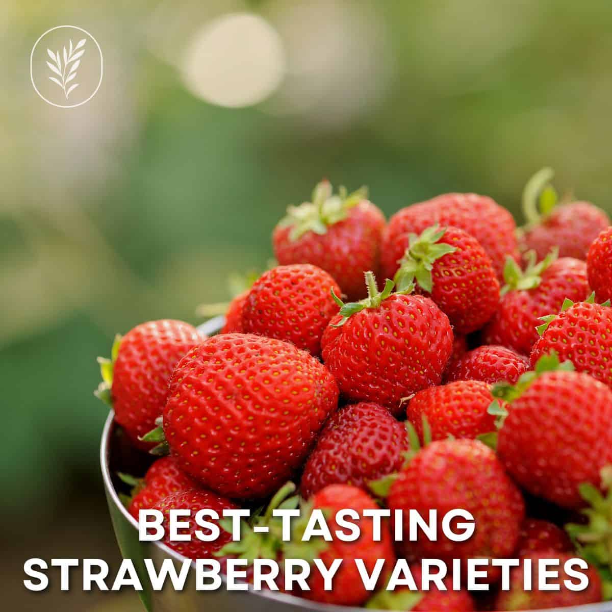Best tasting strawberry varieties via @home4theharvest