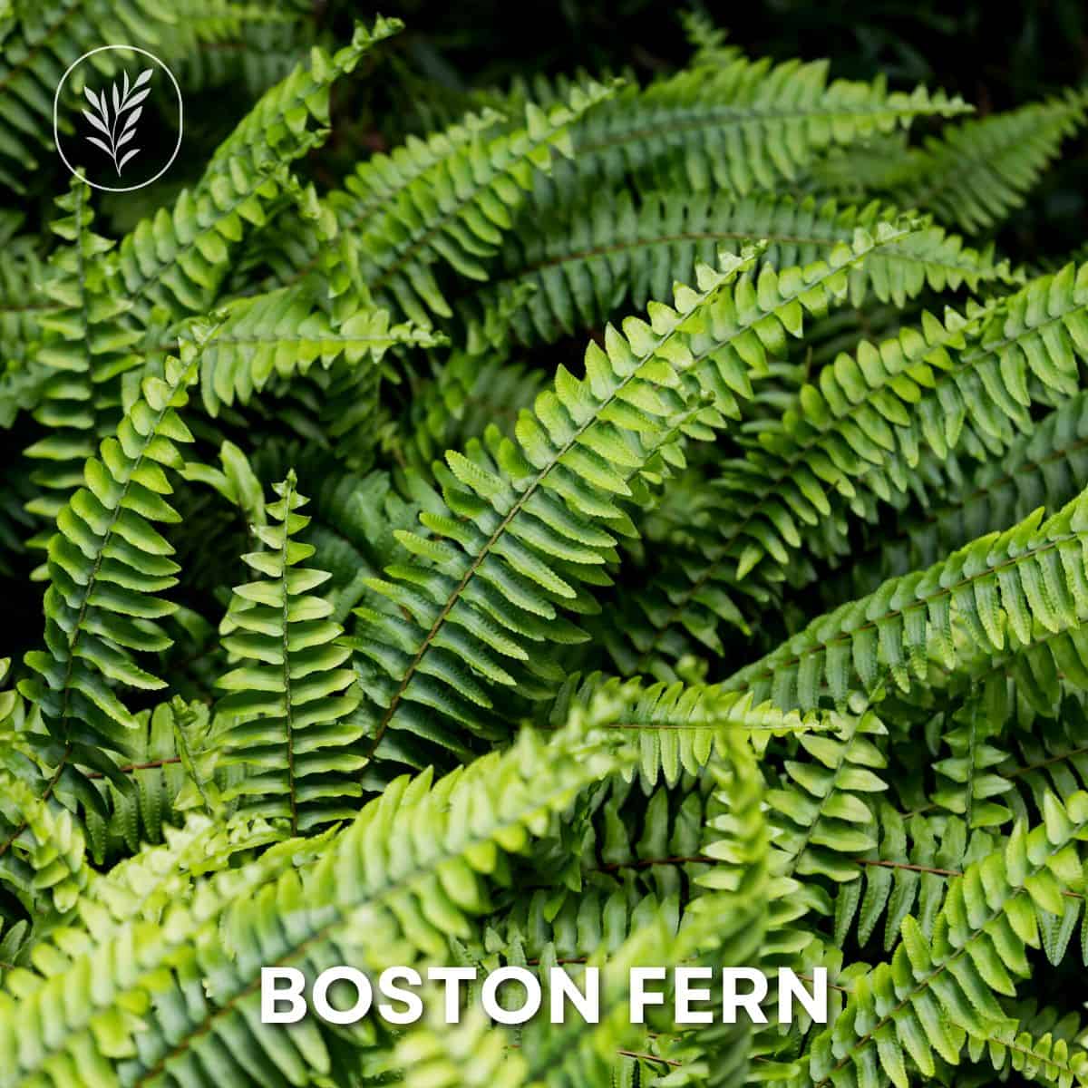 Boston fern via @home4theharvest
